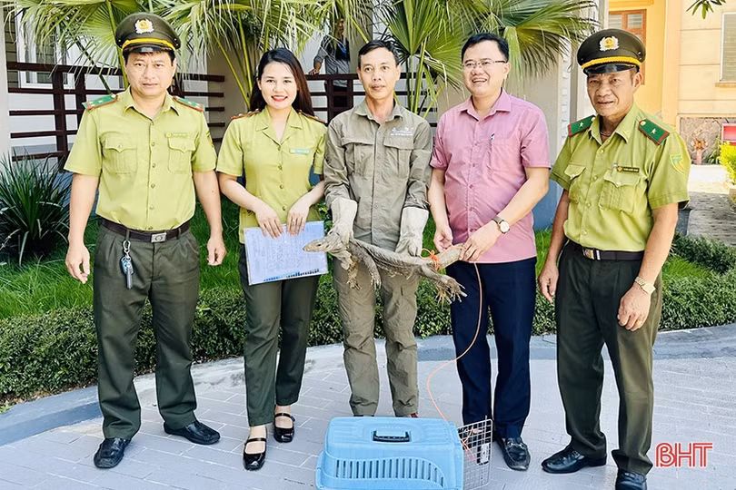 Bàn giao cá thể kỳ đà hoa cho Vườn Quốc gia Vũ Quang