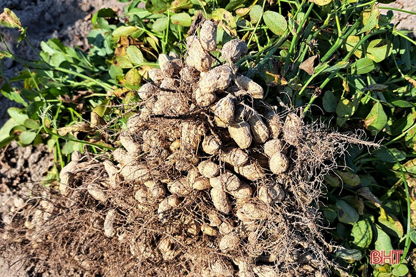 Sản lượng lạc của Nghi Xuân tăng hơn 561 tấn