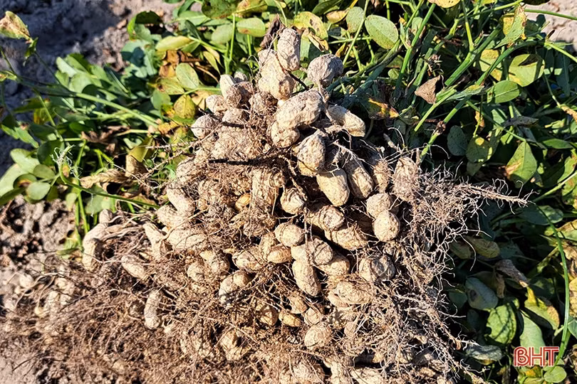 Sản lượng lạc của Nghi Xuân tăng hơn 561 tấn