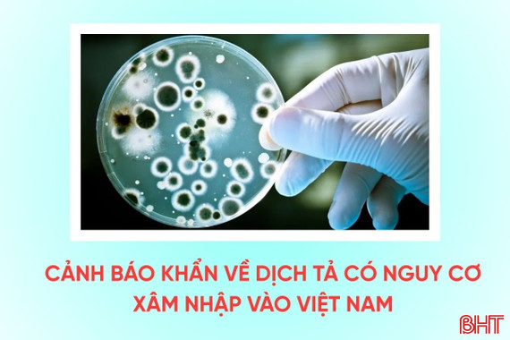 [Motion Graphics] Cảnh báo khẩn về dịch tả có nguy cơ xâm nhập Việt Nam
