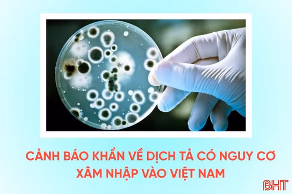 [Motion Graphics] Cảnh báo khẩn về dịch tả có nguy cơ xâm nhập Việt Nam