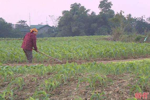 Làm gì để không lỡ kế hoạch sản xuất ngô vụ Đông?