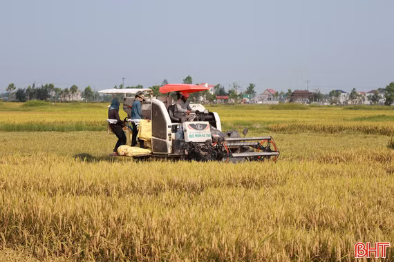 Gác lễ thu hoạch lúa xuân