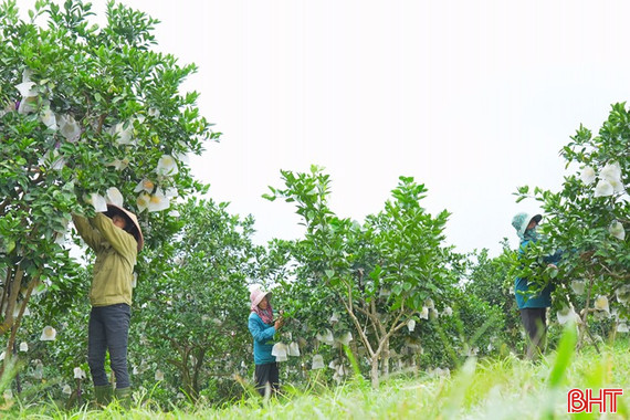 Phát huy lợi thế đặc sản cam Khe Mây