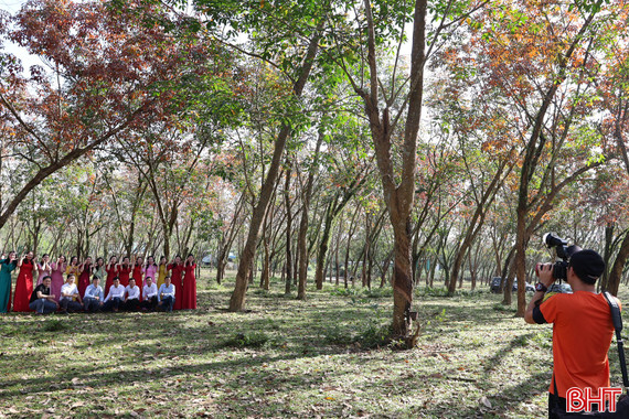 Vẻ đẹp rừng cao su mùa thay lá