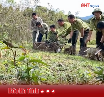 Video ghi lại cảnh 6 cá thể cầy vòi mốc được thả về tự nhiên 