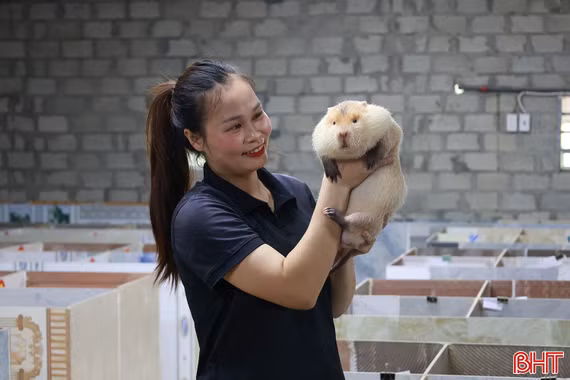 Tín hiệu vui từ mô hình nuôi dúi má đào Thái Lan ở vùng rốn lũ Hà Linh