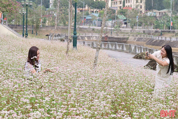 Ngắm hoa tam giác mạch giữa đại ngàn Vũ Quang