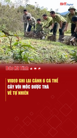 Video ghi lại cảnh 6 cá thể cầy vòi mốc được thả về tự nhiên 
