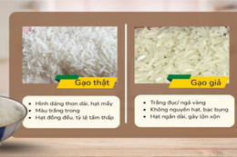 Cách phân biệt gạo ST25 thật và giả người tiêu dùng cần biết
