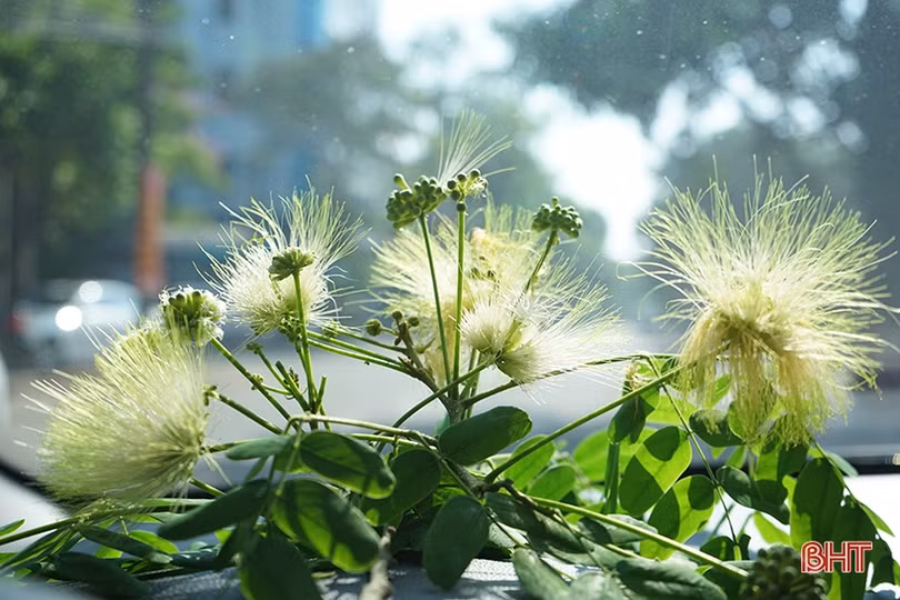 Mùa hạ đã về...