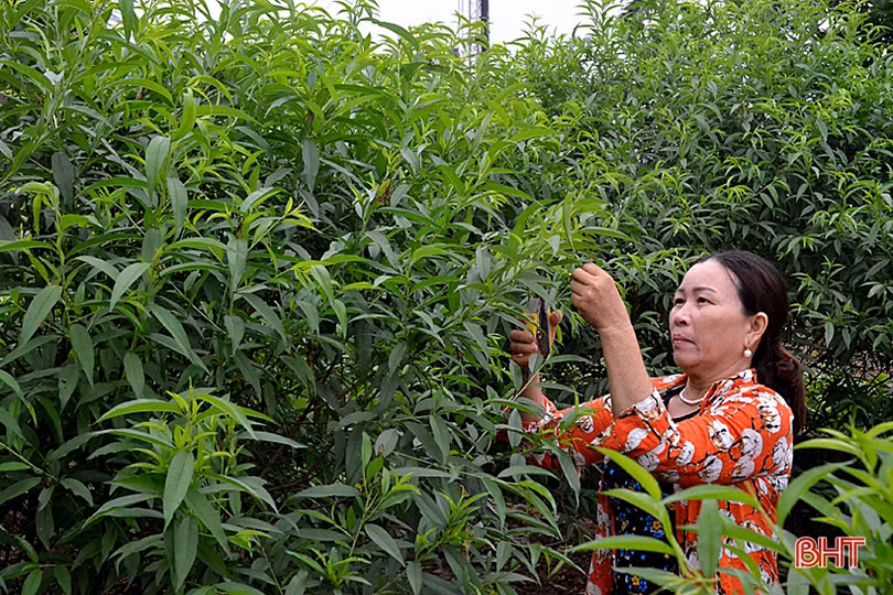 Về Hà Tĩnh, ngắm vườn mẫu trên quê hương Tổng Bí thư Hà Huy Tập