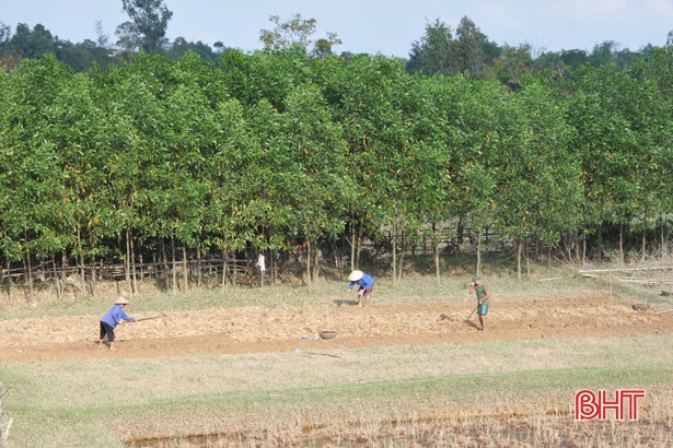 Hà Tĩnh cung ứng 2.250 tấn phân bón trả chậm đến tay nông dân