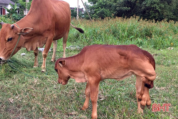 Lạ kỳ bê con có 3 tai ở Kỳ Anh