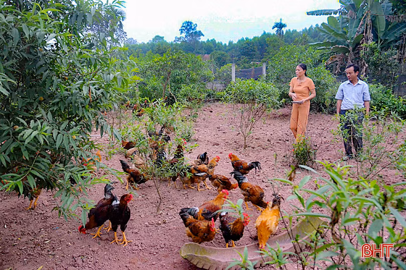 Về Hà Tĩnh, ngắm vườn mẫu trên quê hương Tổng Bí thư Hà Huy Tập