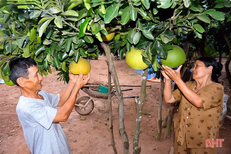 Về Hà Tĩnh, ngắm vườn mẫu trên quê hương Tổng Bí thư Hà Huy Tập