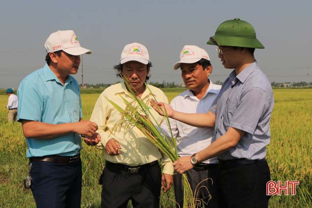 Giống lúa DT 45 và KD 28 cho năng suất trên 7 tấn trên cánh đồng Hà Tĩnh