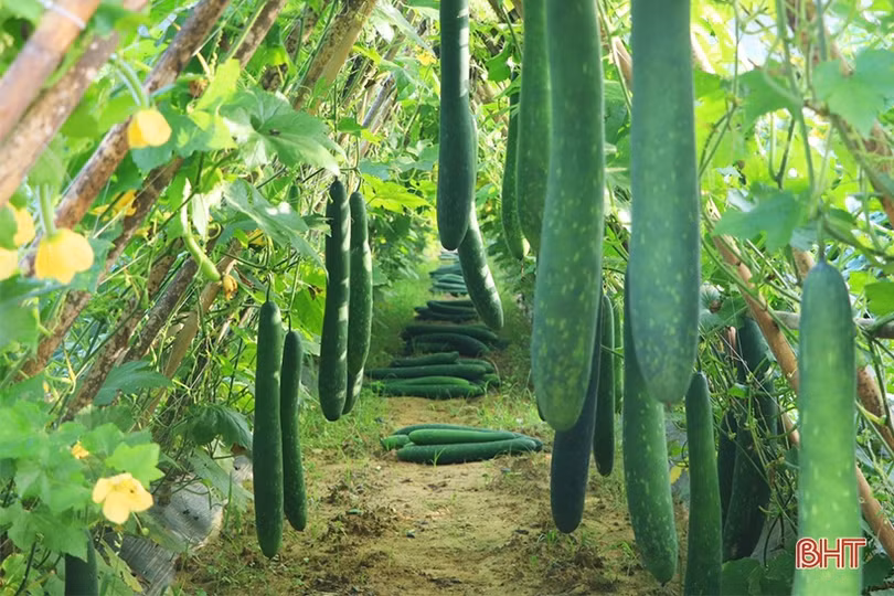 Trồng bí xanh hữu cơ trên đất đồi cho hiệu quả cao