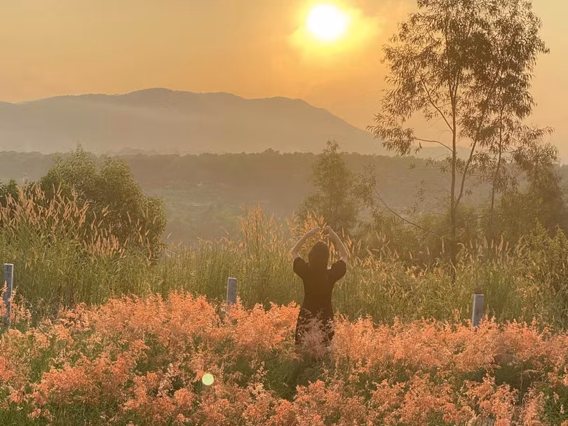 Đồi cỏ hồng đẹp lạ dịp cuối thu