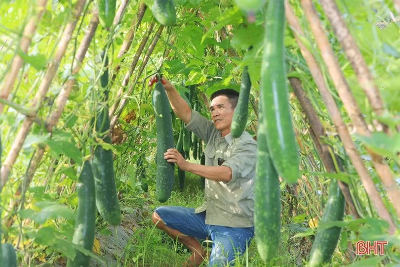 Trồng bí xanh hữu cơ trên đất đồi cho hiệu quả cao