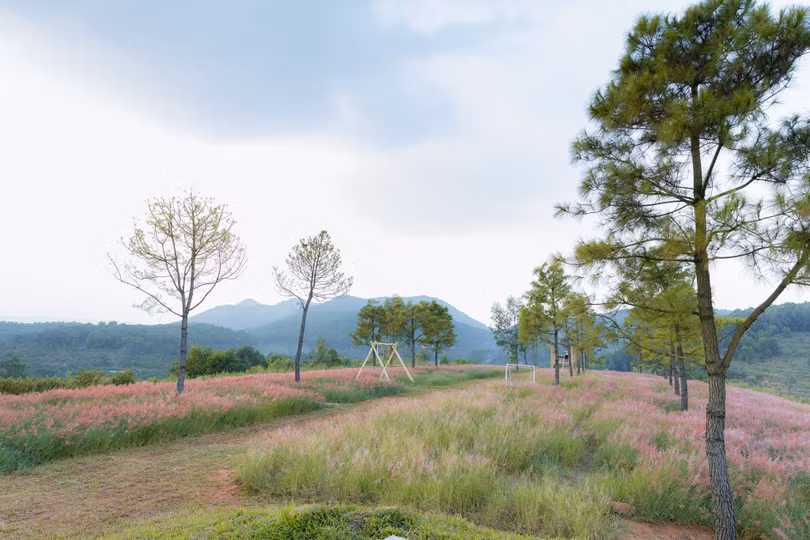 Đồi cỏ hồng đẹp lạ dịp cuối thu