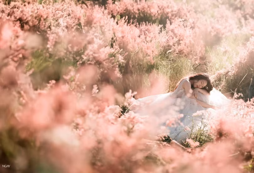 Đồi cỏ hồng đẹp lạ dịp cuối thu