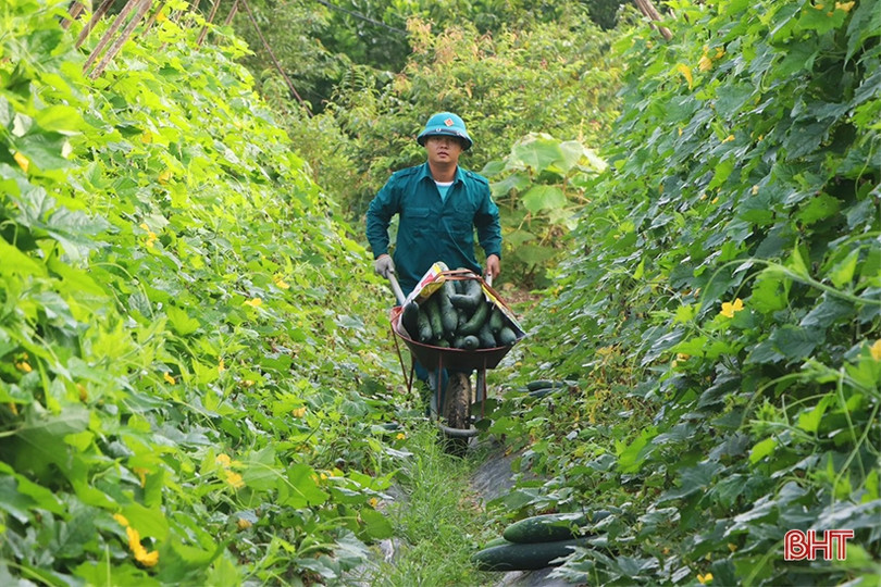 Trồng bí xanh hữu cơ trên đất đồi cho hiệu quả cao