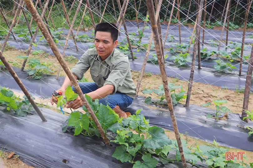 Trồng bí xanh hữu cơ trên đất đồi cho hiệu quả cao