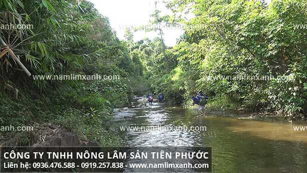 Giá nấm lim xanh tác dụng tốt mua ở TP HCM, Hà Nội và 63 tỉnh, thành