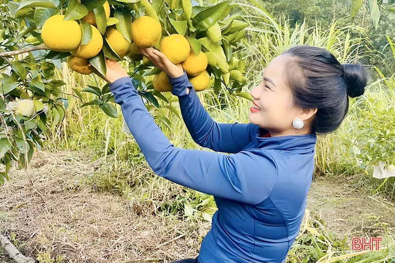 Cam được giá, nông dân phấn khởi thu hoạch