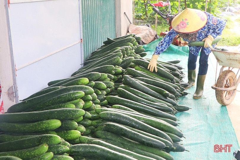 Trồng bí xanh hữu cơ trên đất đồi cho hiệu quả cao