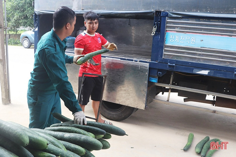Trồng bí xanh hữu cơ trên đất đồi cho hiệu quả cao
