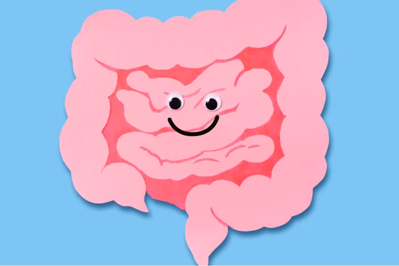 Bạn có biết hệ thần kinh ruột giống như bộ não thứ hai của con người?