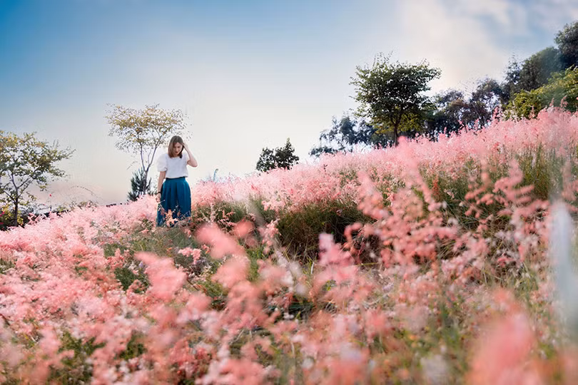 Đồi cỏ hồng đẹp lạ dịp cuối thu