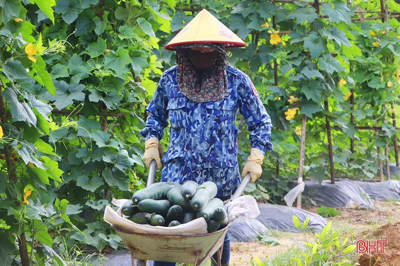 Trồng bí xanh hữu cơ trên đất đồi cho hiệu quả cao