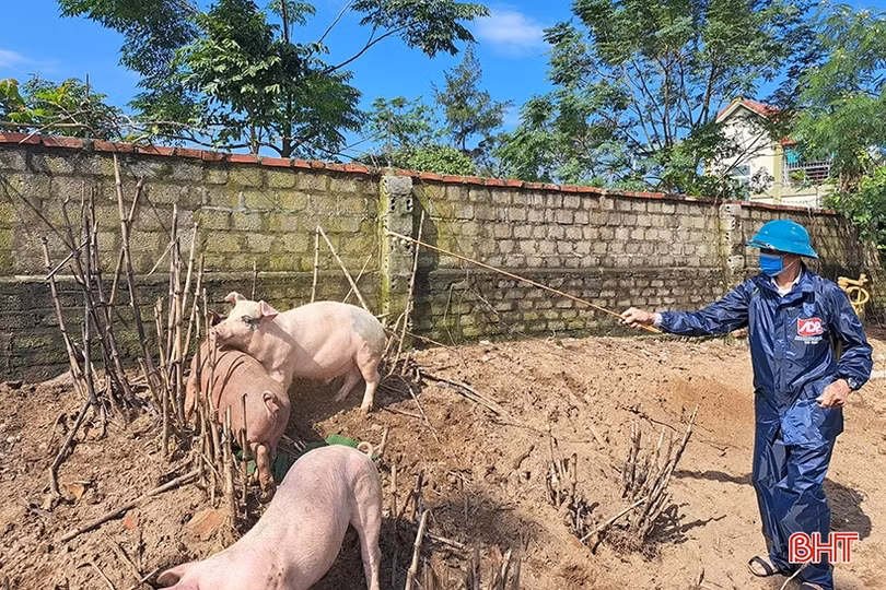 Dịch tả lợn châu Phi diễn biến phức tạp, Hà Tĩnh chủ động phòng chống