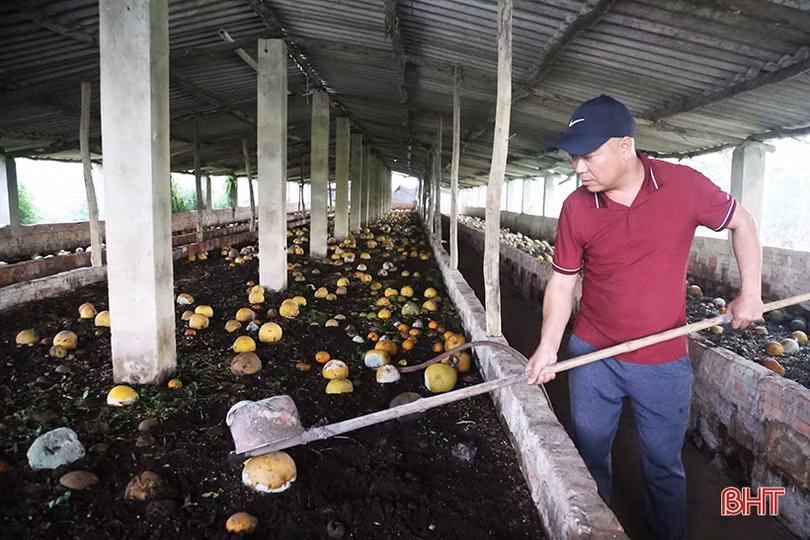 Nhiều trang trại ở Hà Tĩnh “phớt lờ” quy định trong chăn nuôi