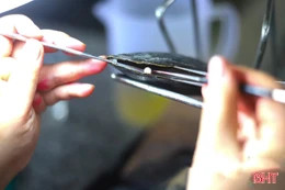 Nuôi trai nước ngọt lấy ngọc mở hướng phát triển thủy sản công nghệ cao