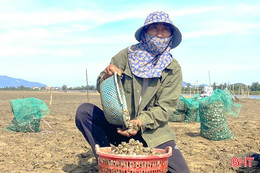 Người nuôi Hà Tĩnh thu hoạch ngao "né" mưa, lũ