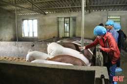 Giá lợn tăng cao, người chăn nuôi phấn khởi