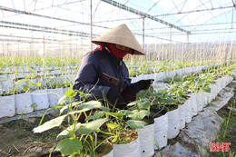 Hà Tĩnh ưu tiên giống ngắn ngày trong sản xuất vụ đông