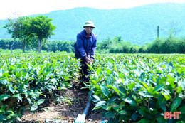 Chống hạn sớm cho cây chè
