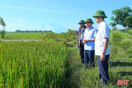 Hà Tĩnh chủ động phòng trừ sâu bệnh cuối vụ trên lúa hè thu