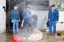 Phát hiện 2 hộ giết mổ lợn trái phép tại phường Hà Huy Tập