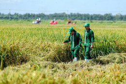 Có gì đặc biệt ở cánh đồng lúa ST25 "5 không" tại Vinamilk Green Farm