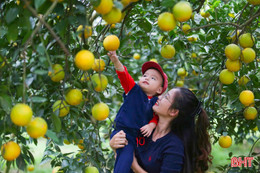 Du khách thích thú "check-in" những vườn cam trĩu quả tại Hà Tĩnh