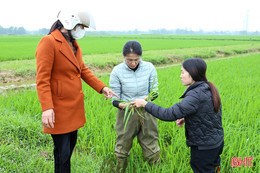 Hà Tĩnh tập trung phun phòng trừ đạo ôn lá gây hại lúa xuân