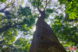 Xây dựng sinh kế bền vững từ phát triển rừng