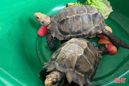 Phát hiện 2 con rùa quý hiếm trong đền Đại An