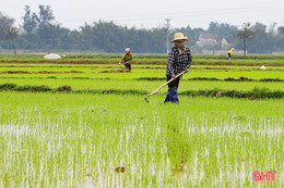 Cao điểm tỉa dặm, chăm bón lúa xuân ở Hà Tĩnh